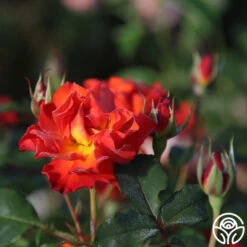 Sunrise At Heirloom™ -FloraFinesse Shop Sunrise At Heirloom 16