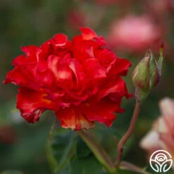 Sunrise At Heirloom™ -FloraFinesse Shop Sunrise At Heirloom 01