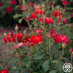 Sunrise At Heirloom™ -FloraFinesse Shop Sunrise At Heirloom 03