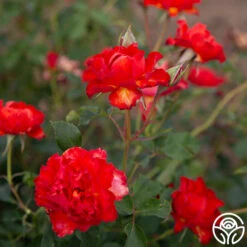 Sunrise At Heirloom™ -FloraFinesse Shop Sunrise At Heirloom 06