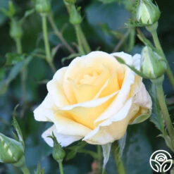 Sunshine Daydream™ -FloraFinesse Shop Sunshine Daydream 12