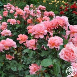 Sweet Fragrance -FloraFinesse Shop Sweet Fragrance 15