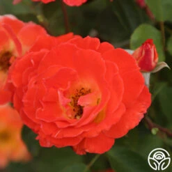 Tango -FloraFinesse Shop Tango 15