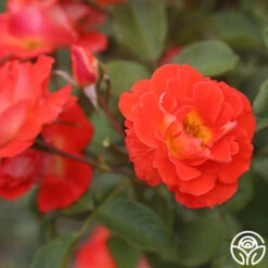 Tango -FloraFinesse Shop Tango 16