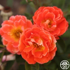 Tango -FloraFinesse Shop Tango 3