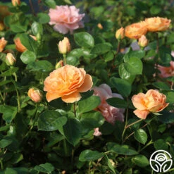 Tatin 15 Tatin -FloraFinesse Shop Tatin 01