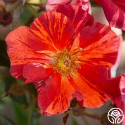 Tawny Tiger 12 Tawny Tiger -FloraFinesse Shop Tawny Tiger 02