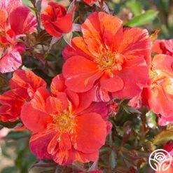 Tawny Tiger 14 Tawny Tiger -FloraFinesse Shop Tawny Tiger 04