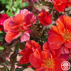 Tawny Tiger 15 Tawny Tiger -FloraFinesse Shop Tawny Tiger 05