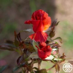 Tawny Tiger 16 Tawny Tiger -FloraFinesse Shop Tawny Tiger 06