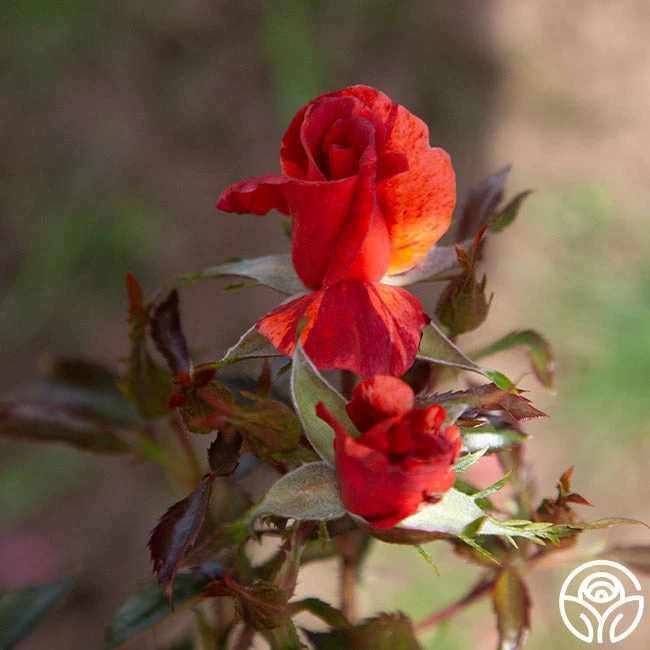 Tawny Tiger 7 Tawny Tiger - Image 7