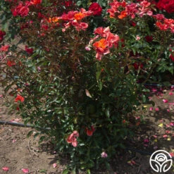 Tawny Tiger 13 Tawny Tiger -FloraFinesse Shop Tawny Tiger 07