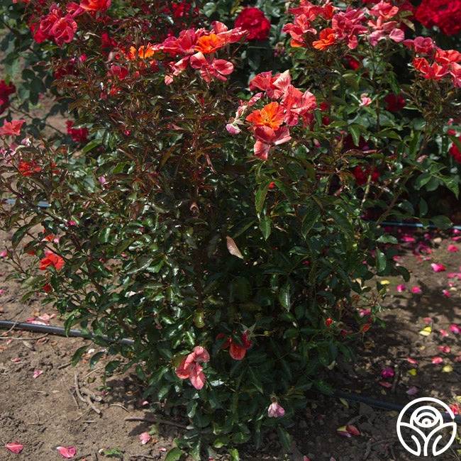 Tawny Tiger 4 Tawny Tiger - Image 4