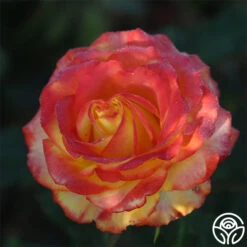 Tequila Sunrise -FloraFinesse Shop Tequila Sunrise 11