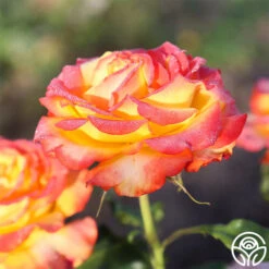 Tequila Sunrise -FloraFinesse Shop Tequila Sunrise 20