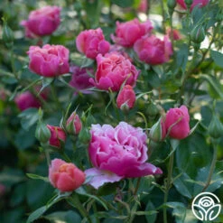 Tequila Supreme™ -FloraFinesse Shop Tequilla Supreme 01