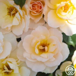 The English Lady™ 8 The English Lady™ -FloraFinesse Shop The English Lady 11