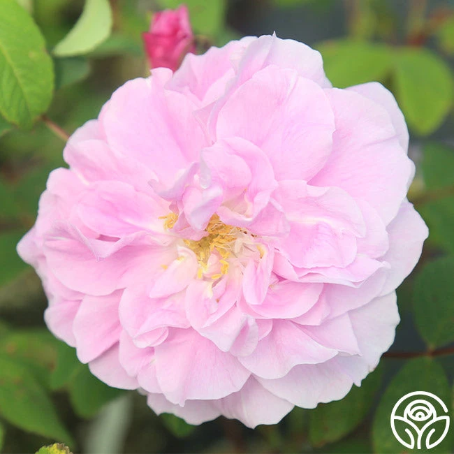 Thérèse Bugnet 2 Thérèse Bugnet - Image 2