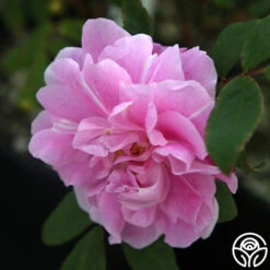 Thérèse Bugnet 9 Thérèse Bugnet -FloraFinesse Shop Therese Bugnet 2