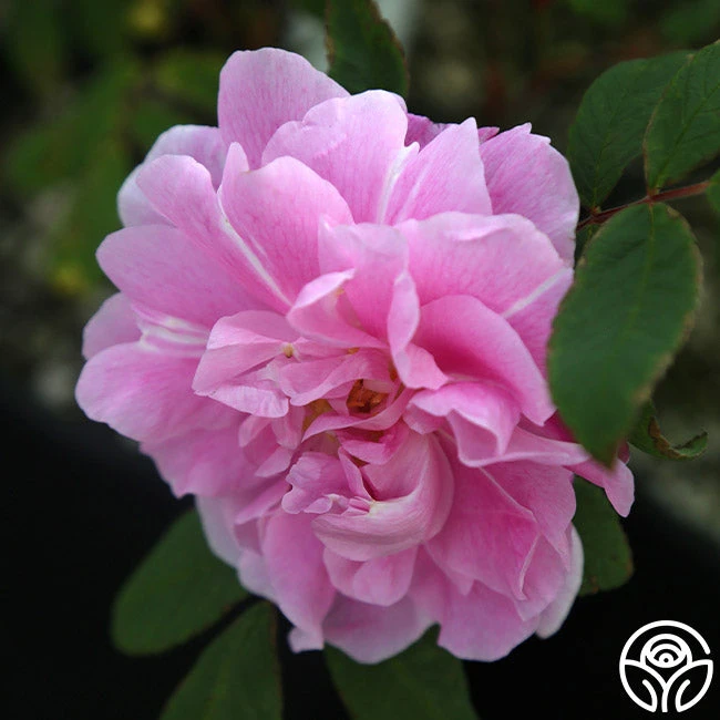 Thérèse Bugnet 5 Thérèse Bugnet - Image 5