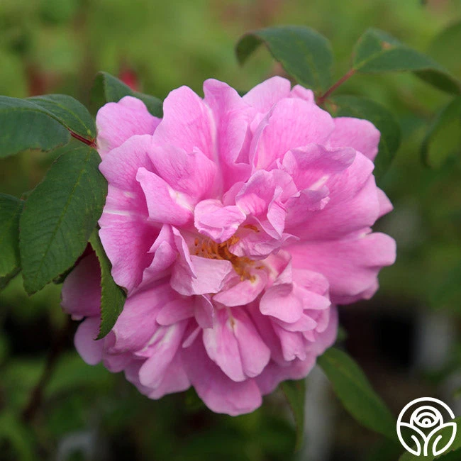 Thérèse Bugnet 3 Thérèse Bugnet - Image 3