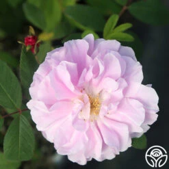 Thérèse Bugnet 8 Thérèse Bugnet -FloraFinesse Shop Therese Bugnet 5