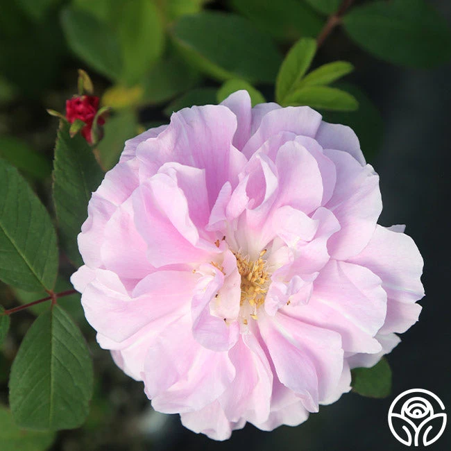 Thérèse Bugnet 4 Thérèse Bugnet - Image 4