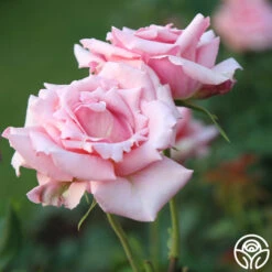 Tiffany -FloraFinesse Shop Tiffany034