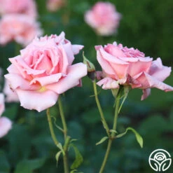 Tiffany -FloraFinesse Shop Tiffany 11