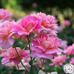 Tiffany -FloraFinesse Shop Tiffany 34