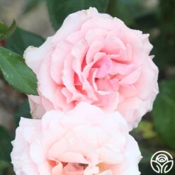 Tournament Of Roses -FloraFinesse Shop Tournament of Roses 11