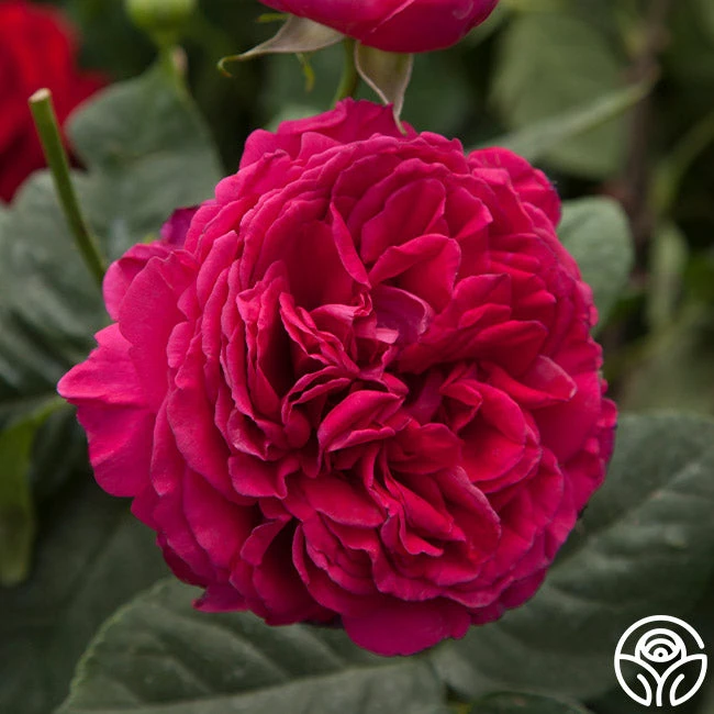 Tower Bridge™ 2 Tower Bridge™ - Image 2