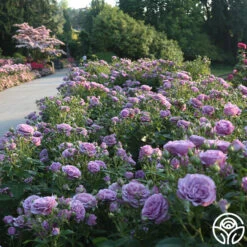 Violet's Pride™ -FloraFinesse Shop Violet s Pride 15