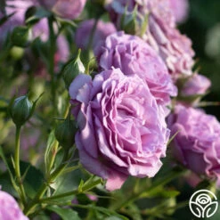 Violet's Pride™ -FloraFinesse Shop Violet s Pride 21