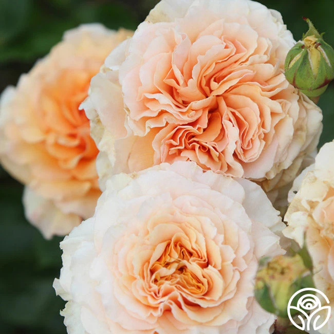 Welsh Gold™ 2 Welsh Gold™ - Image 2