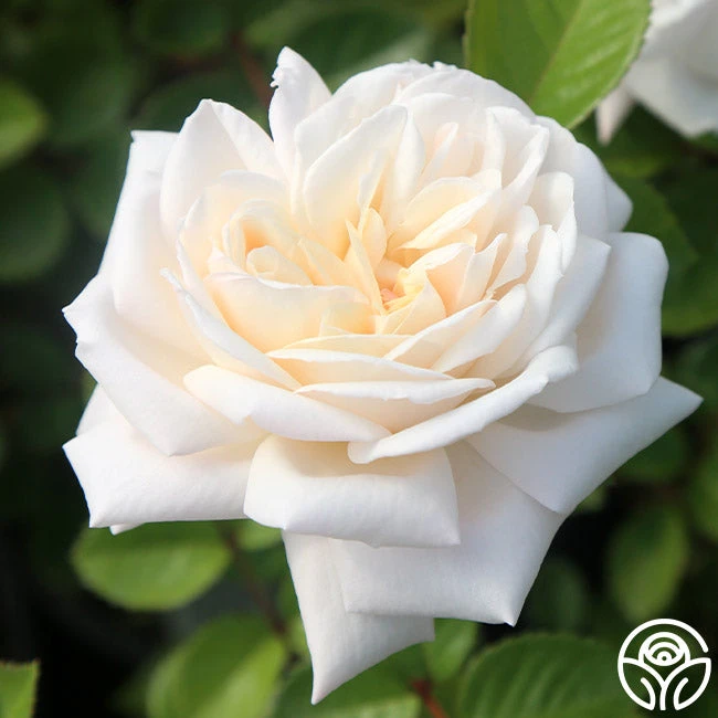 White Gold 2 White Gold - Image 2