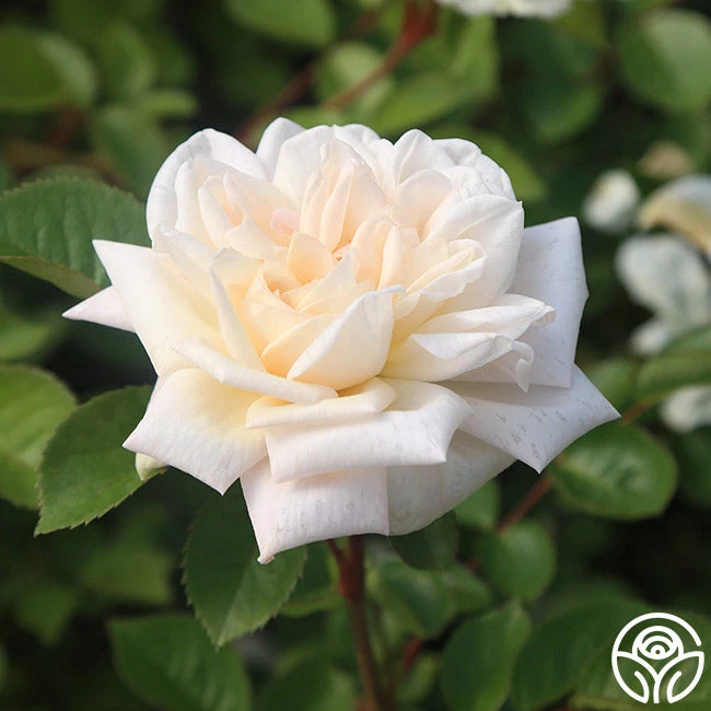 White Gold 7 White Gold - Image 7