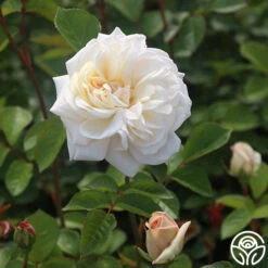 White Gold 13 White Gold -FloraFinesse Shop White Gold 15