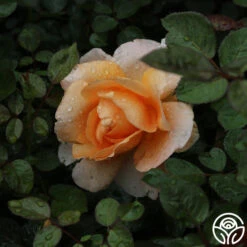 Abbaye De Cluny® 13 Abbaye De Cluny® -FloraFinesse Shop abbaye de cluny 5 2