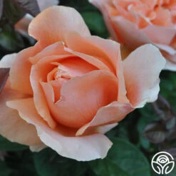 Abbaye De Cluny® 14 Abbaye De Cluny® -FloraFinesse Shop abbaye de cluny 6 2