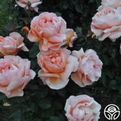 Abbaye De Cluny® 16 Abbaye De Cluny® -FloraFinesse Shop abbaye de cluny 8