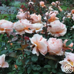 Abbaye De Cluny® 12 Abbaye De Cluny® -FloraFinesse Shop abbaye de cluny 9