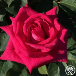 Acapella® -FloraFinesse Shop acapella 3 8