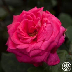 Acapella® -FloraFinesse Shop acapella 4 1