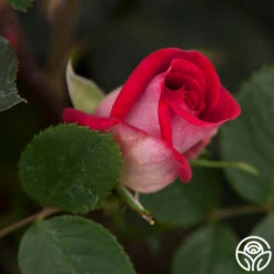 Acapella® -FloraFinesse Shop acapella 5