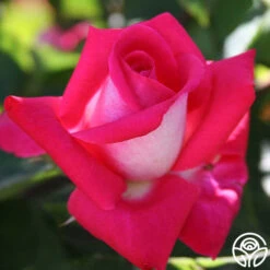 Acapella® -FloraFinesse Shop acapella 6