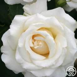 Front Page 23 Adriana