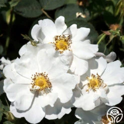 Rosa Rugosa Alba Plena