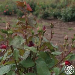 Alec's Red® 25 Alec's Red® -FloraFinesse Shop alecs red 5 7