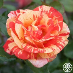 Alfred Sisley -FloraFinesse Shop alfred sisley 2 1